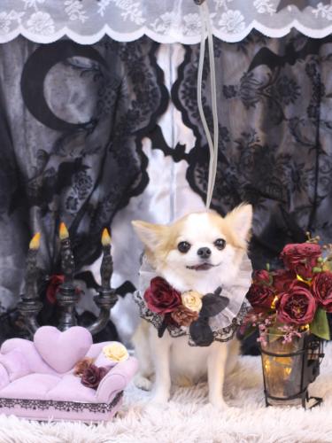 20231016くうくん